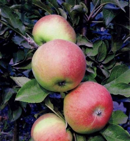 Колоновидная яблоня Валюта: характеристика, посадка и уход