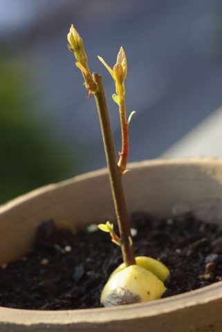 Как посадить авокадо дома в горшке