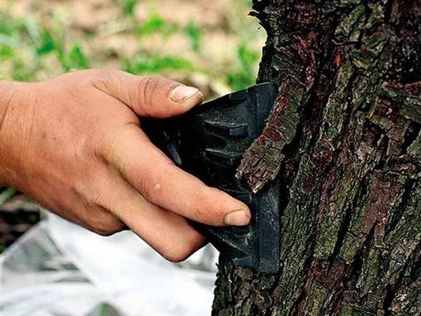 Чем опрыскивать фруктовые деревья от заболеваний и вредителей