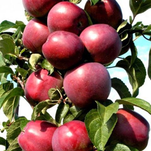 Сорт яблони Червонец (колоновидная): фото и описание, отзывы