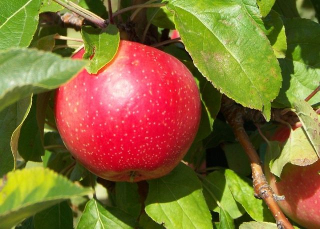 Вид яблони Пинова: описание и изображение, отзывы