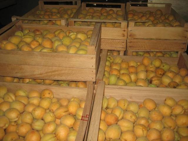 Отличные сорта маринованных абрикосов