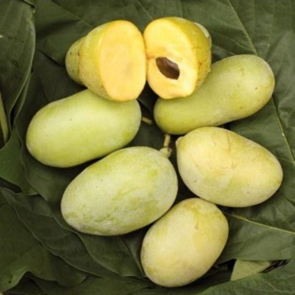 Афзимина трилоба (северный банан): изображение и описание, разновидности, вкус плодов, отзывы