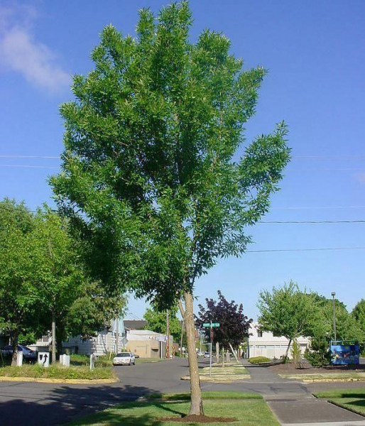 Дерево яслина: как выглядит, фото с описанием, какие листья, где растет