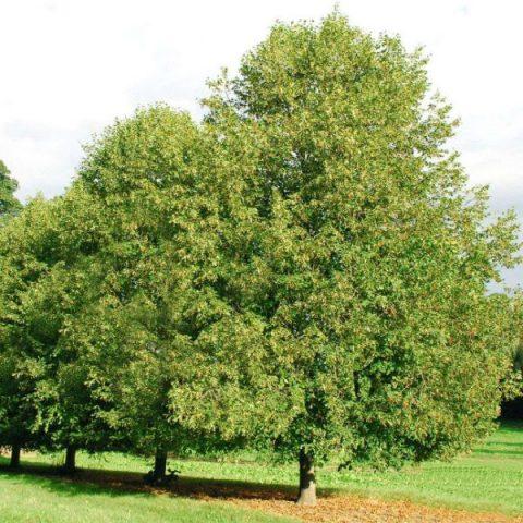Липа крупнолистная: описание дерева, сорта, скорость роста