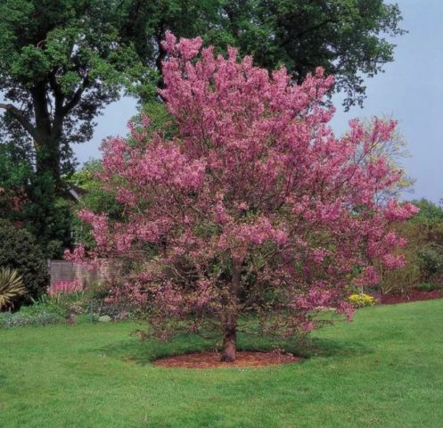 Церцид (цветущий кустарник): фото и описание дерева, сорта, как цветет, размножение