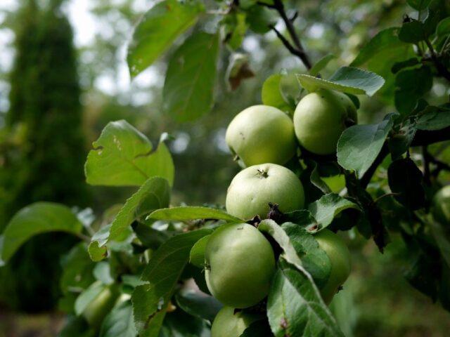 Сорт яблони Веньяминовское: фото и описание, отзывы