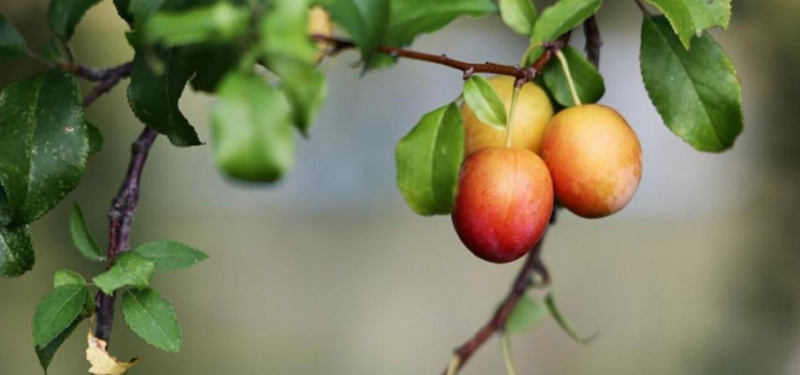 Шарафуга (смесь абрикоса, персика и сливы): описание и фото дерева, разновидности, рецензии