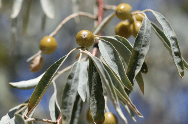Растение джида (лох узколистный): полезные свойства ягод, применение, выращивание