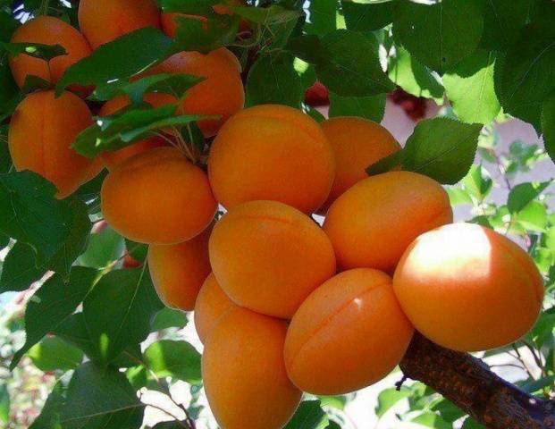 Отличные сорта маринованных абрикосов