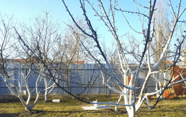 Почему яблони не распустились весной после зимы