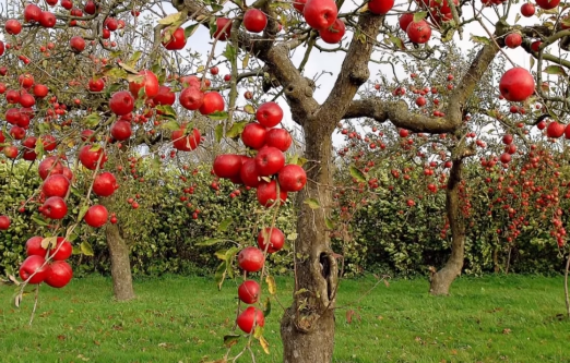 Орошение фруктовых деревьев осенью