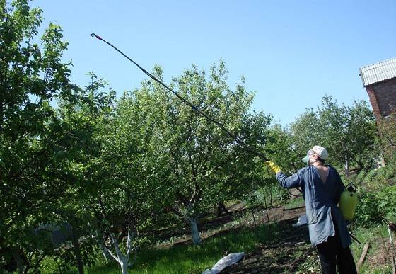 Чем опрыскивать плодовые деревья от болезней и вредителей