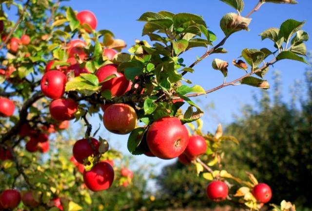 Как привить яблоню осенью