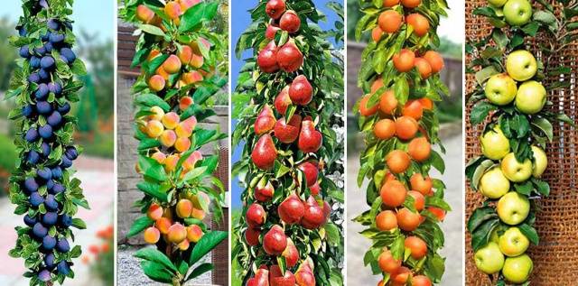 Колонновидные сорта фруктовых деревьев
