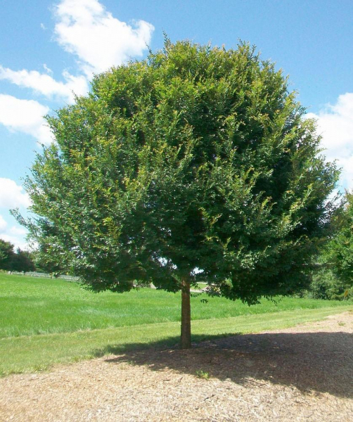 Вяз мелколистный (приземистый, карагач): как выглядит, фото дерева и листьев