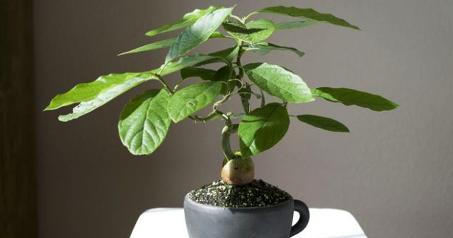 Как вырастить авокадо дома в горшке