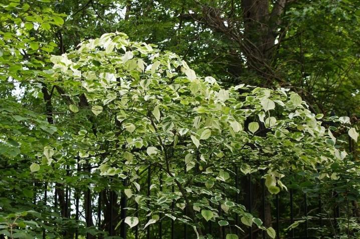 Церцис (багряник) канадский: описание и фото дерева, зимостойкость, где растет