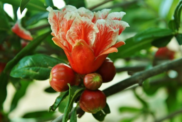 Растение граната: изображение, период цветения, причины отсутствия цветения